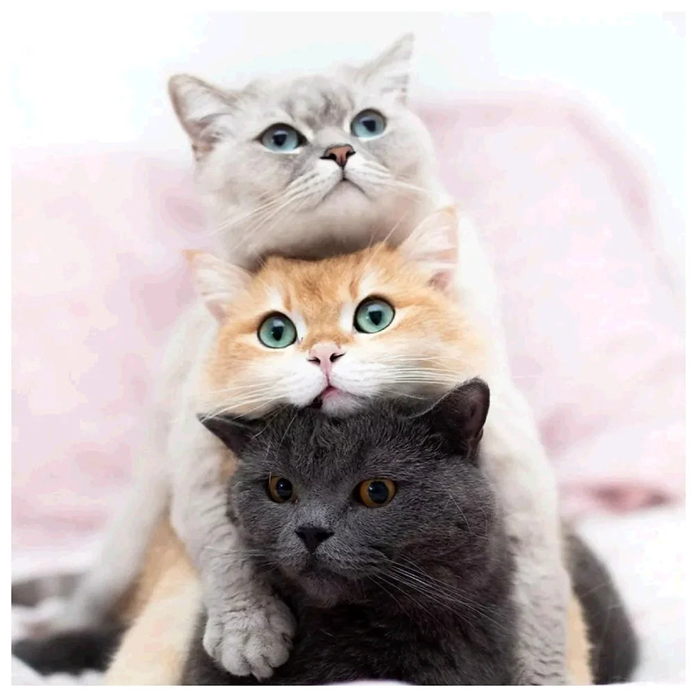 Cat | Cross Stitch Embroidery