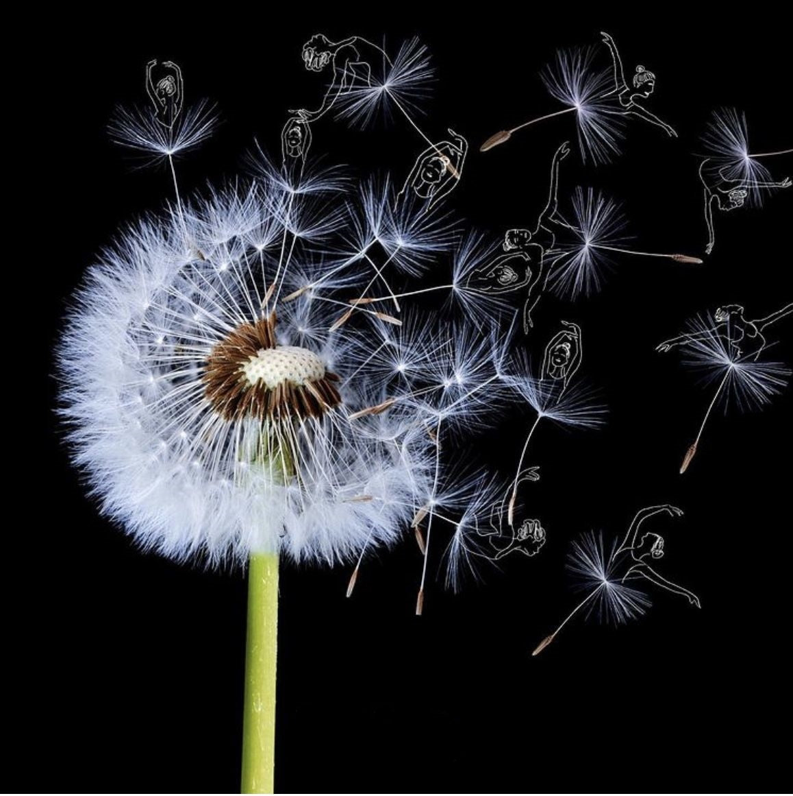 Dandelion | Diamond Painting