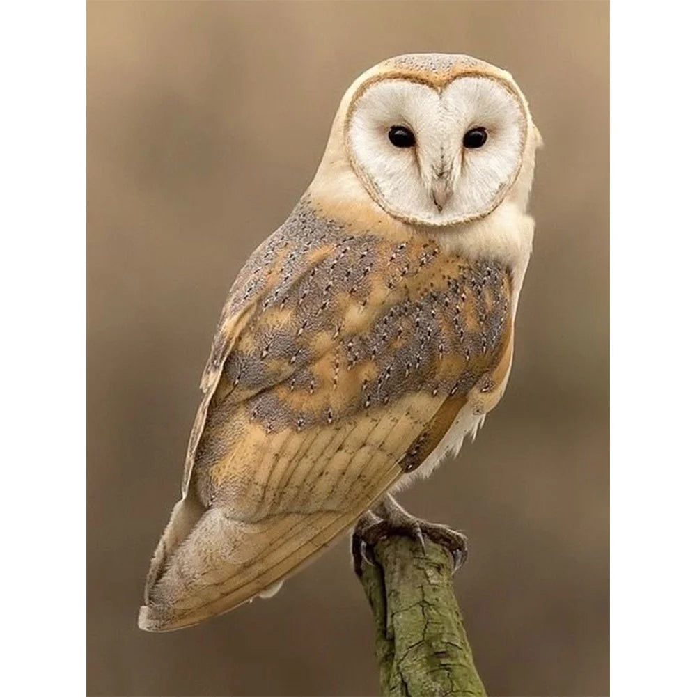 Owl | Cross Stitch Embroidery