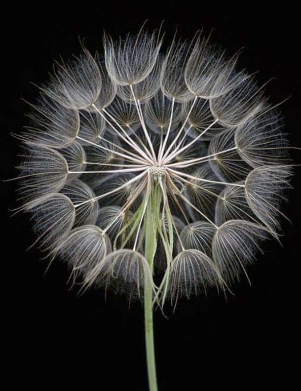 Dandelion | Diamond Painting