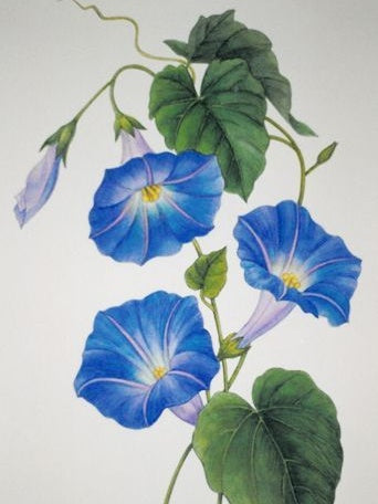 Morning Glory | Diamond Painting