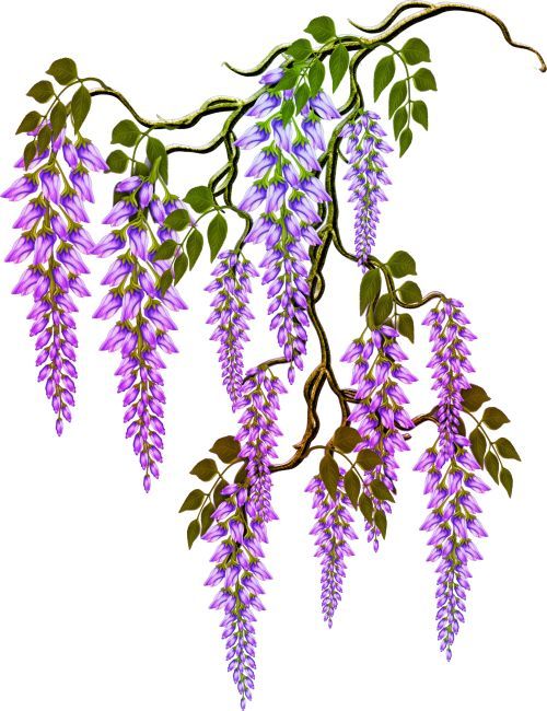 Wisteria | Diamond Painting