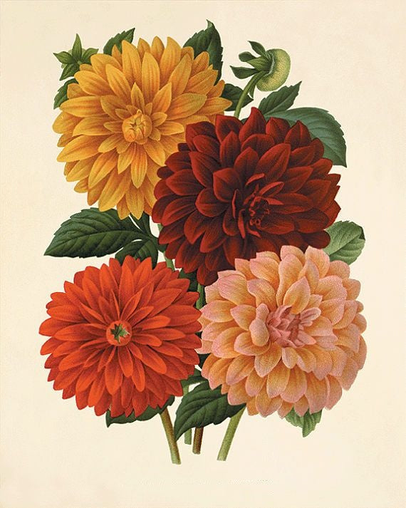 Dahlia | Diamond Painting