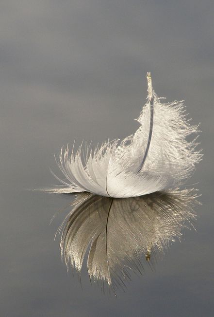 Feather | Diamond Painting
