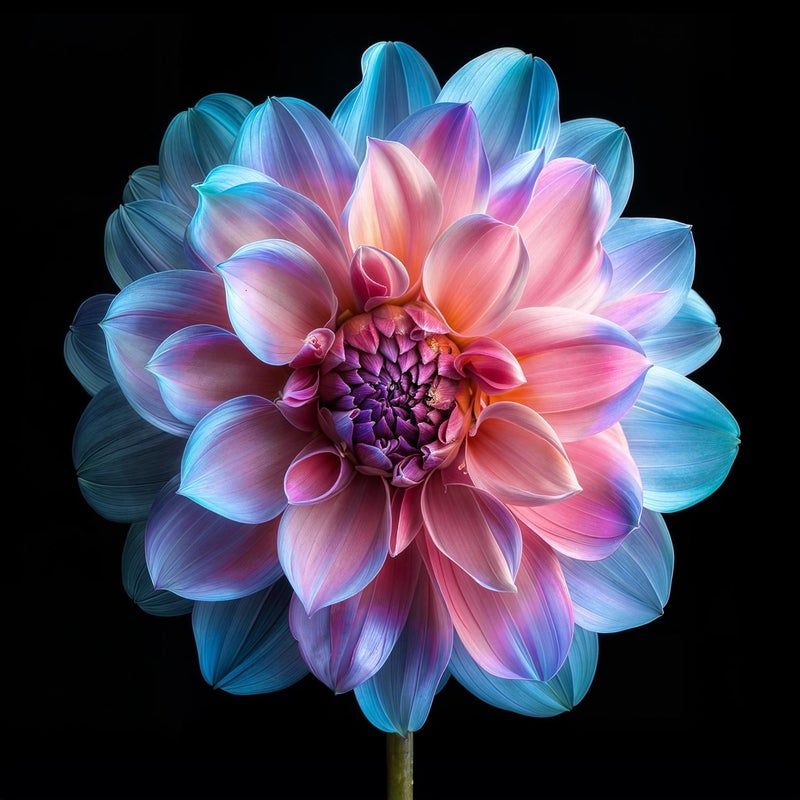 Dahlia | Diamond Painting