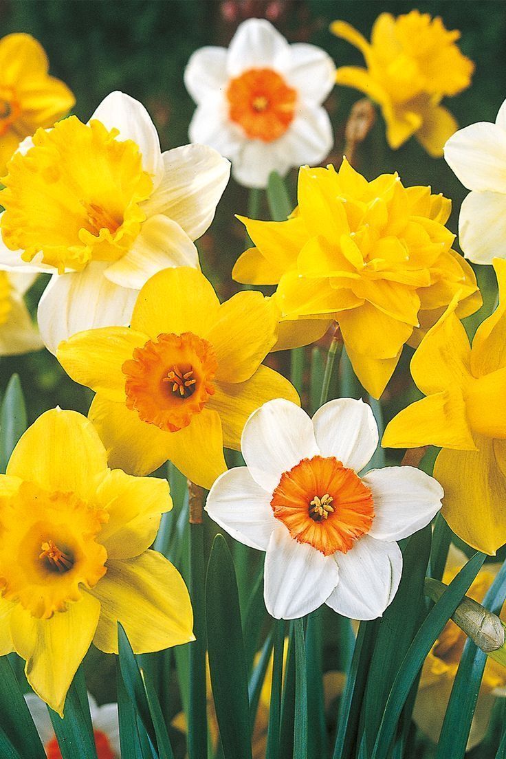 Daffodil | Diamond Painting