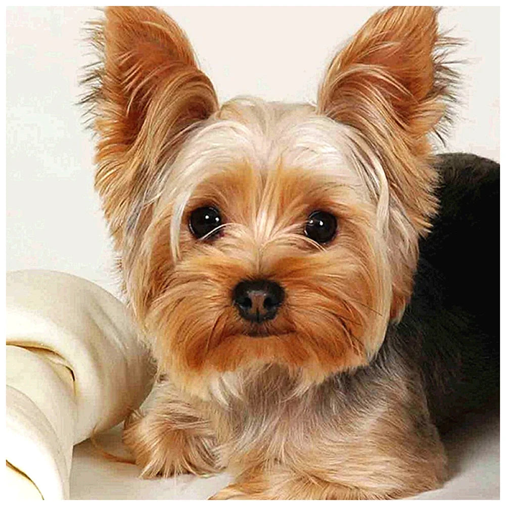 Brown Dog Yorkie | Cross Stitch Embroidery
