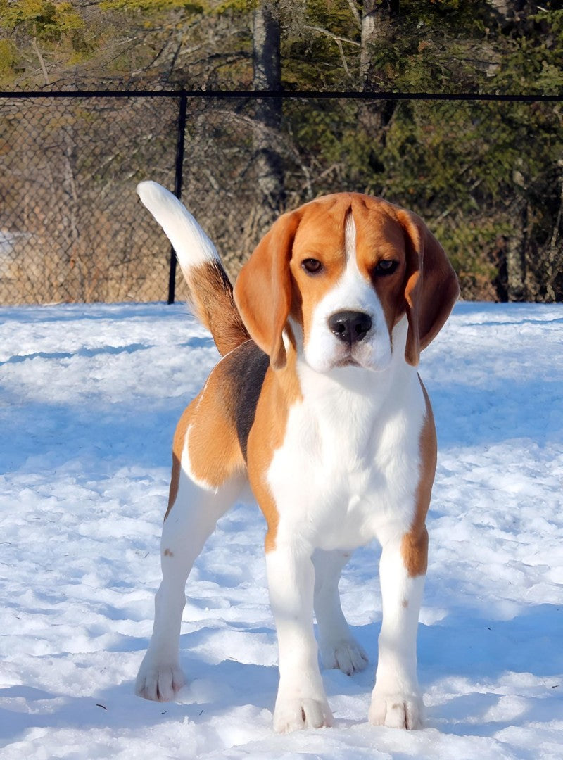Dog Beagle | Diamond Painting