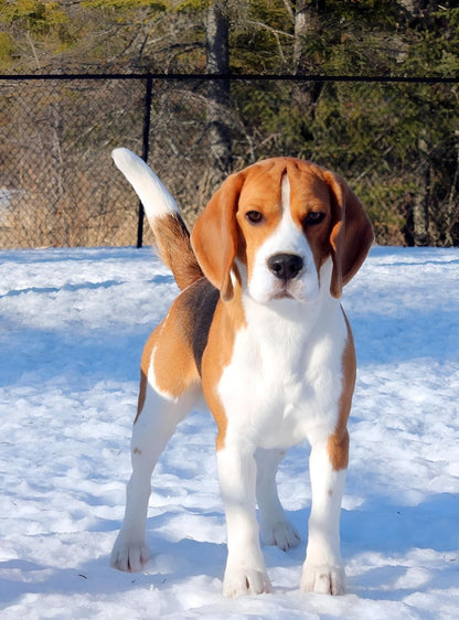 Dog Beagle | Diamond Painting
