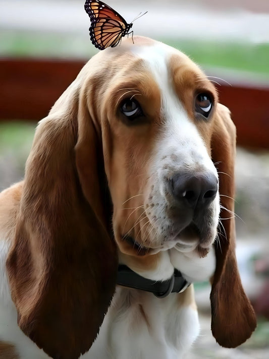 Dog Basset Hound | Diamond Painting