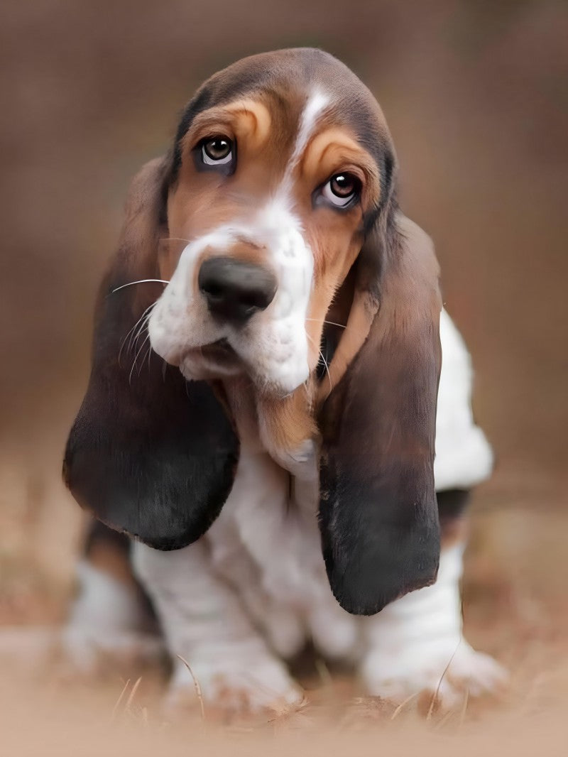 Dog Basset Hound | Diamond Painting