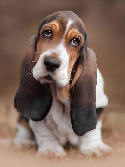Dog Basset Hound | Diamond Painting