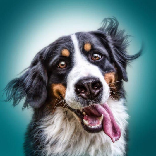 Bernese Mountain Dog | Diamond Painting