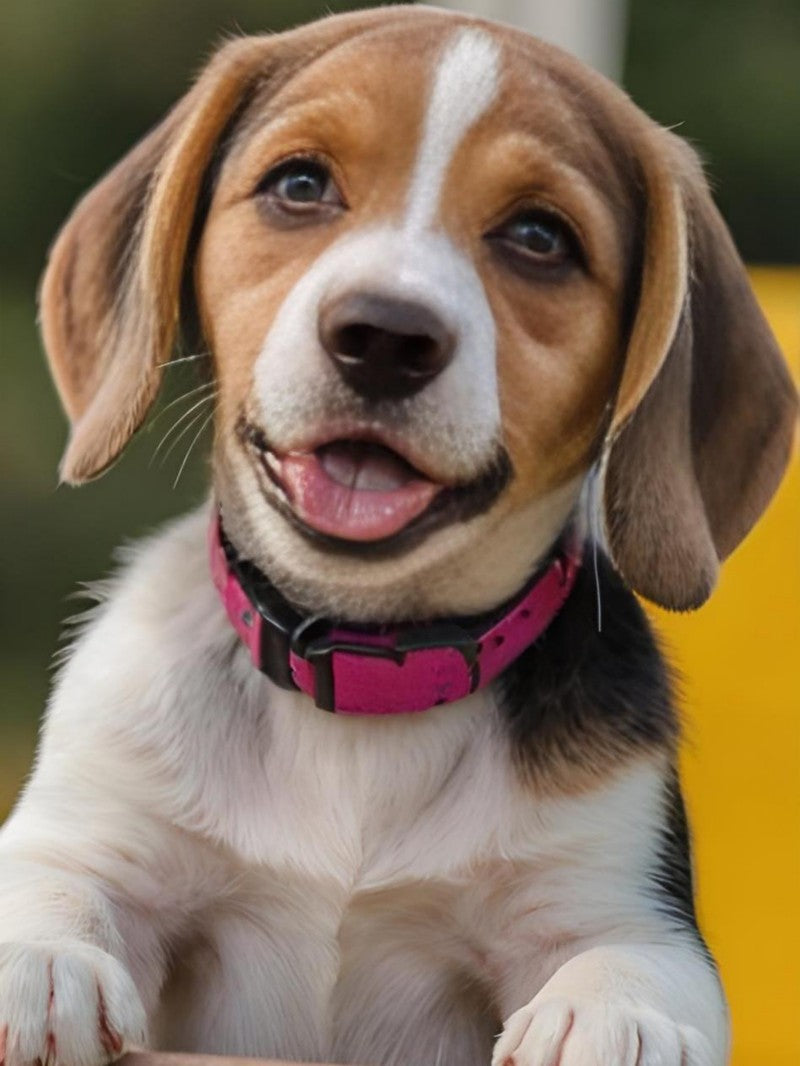 Dog Beagle | Diamond Painting