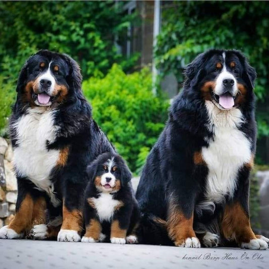 Bernese Mountain Dog | Diamond Painting