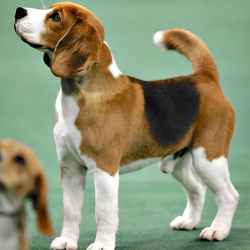 Dog Beagle | Diamond Painting