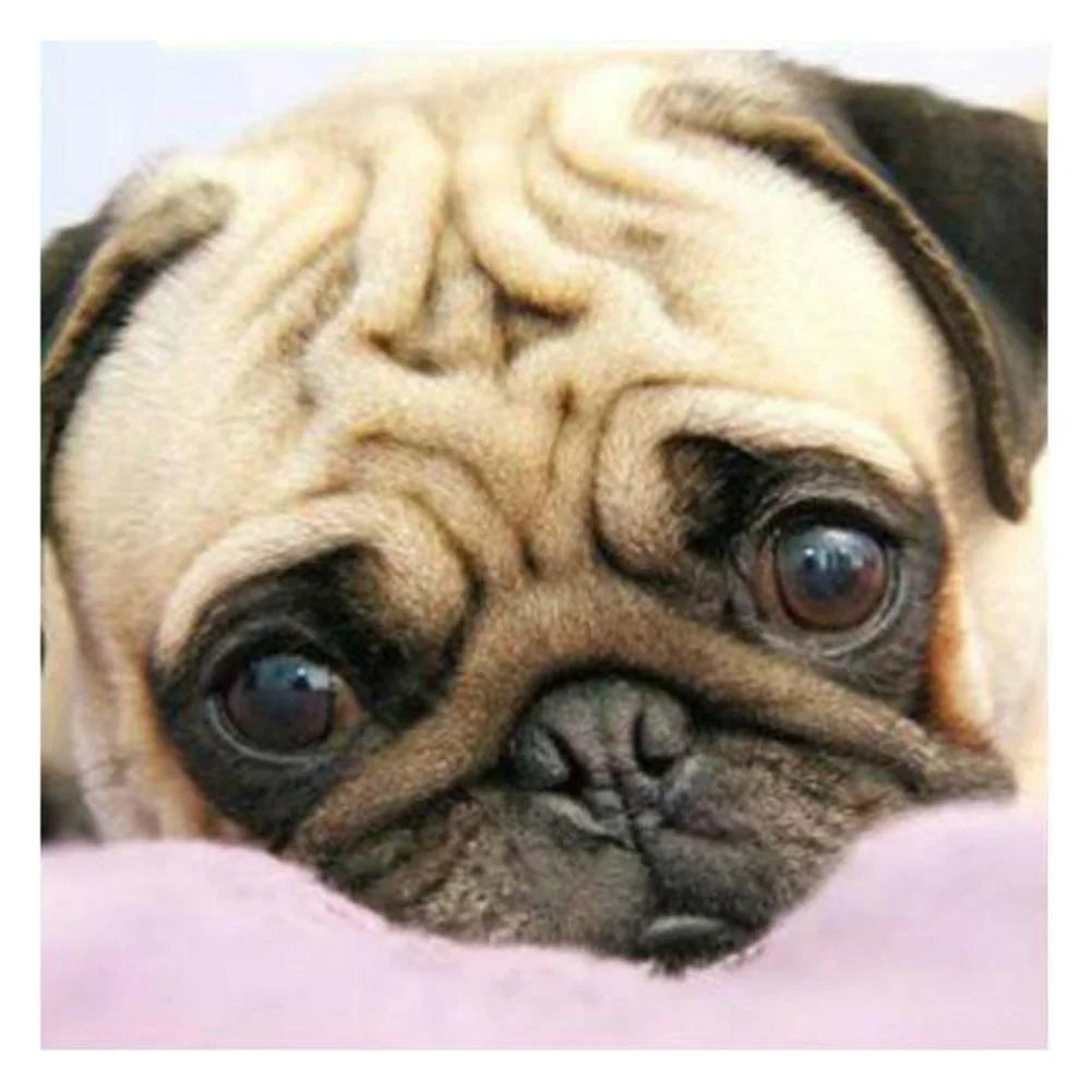 Big Eye Dog Pug | Cross Stitch Embroidery