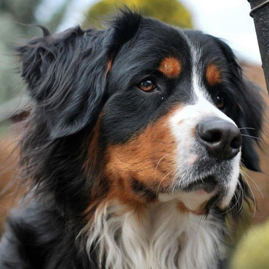 Bernese Mountain Dog | Diamond Painting