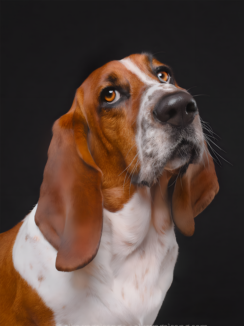 Dog Basset Hound | Diamond Painting