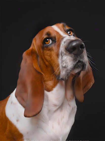 Dog Basset Hound | Diamond Painting