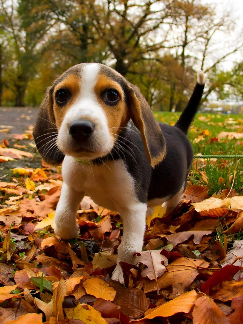 Dog Beagle | Diamond Painting