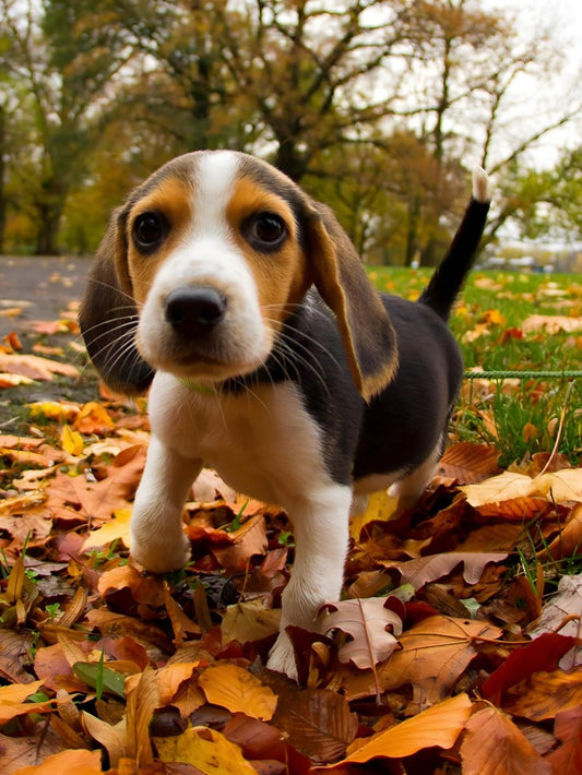 Dog Beagle | Diamond Painting