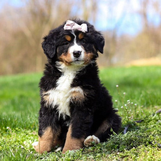 Bernese Mountain Dog | Diamond Painting
