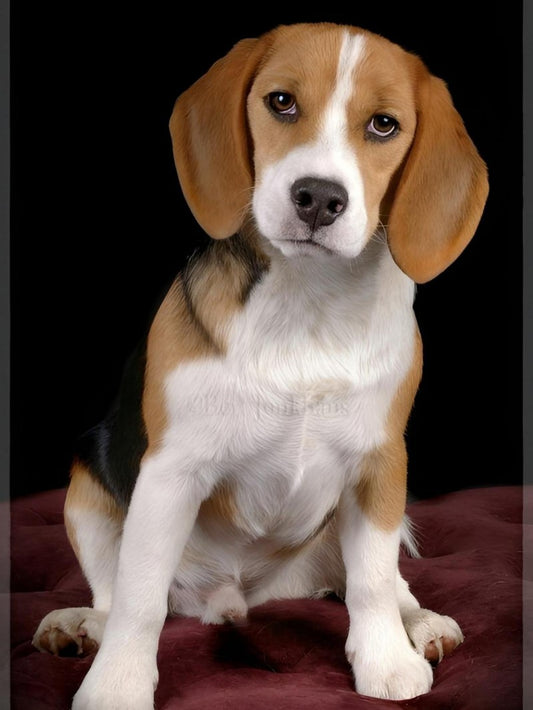 Dog Beagle | Diamond Painting