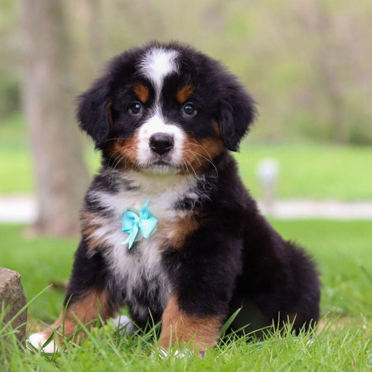 Bernese Mountain Dog | Diamond Painting