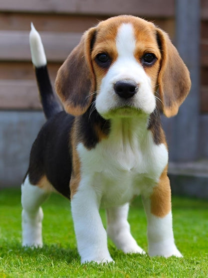 Dog Beagle | Diamond Painting