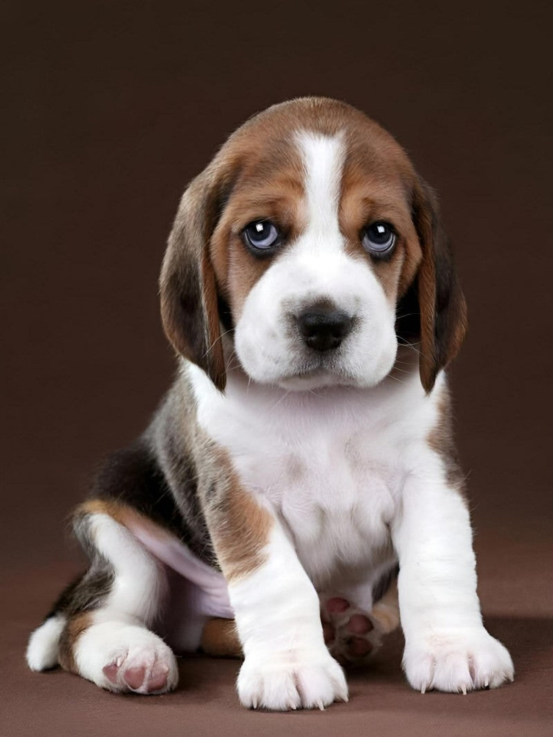 Dog Beagle | Diamond Painting