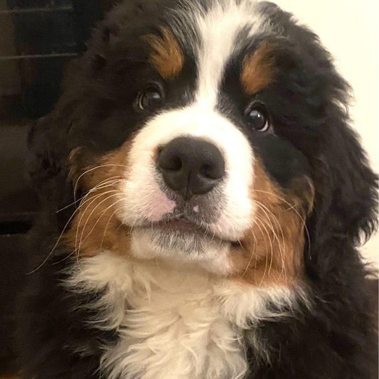 Bernese Mountain Dog | Diamond Painting