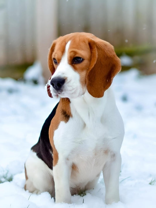 Dog Beagle | Diamond Painting