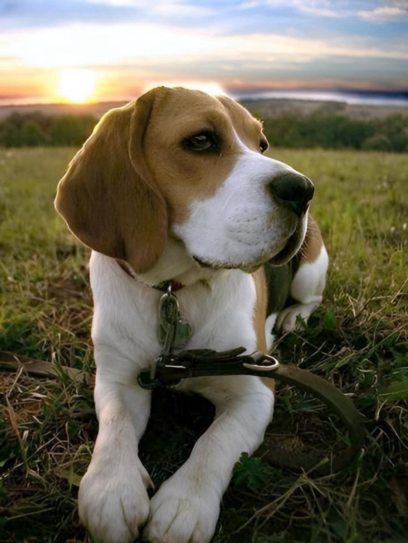 Dog Beagle | Diamond Painting