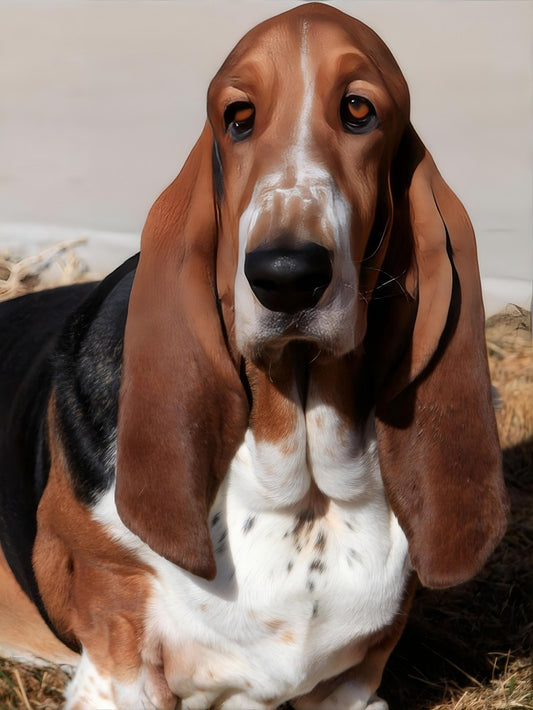 Dog Basset Hound | Diamond Painting