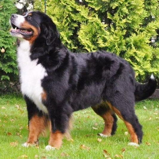 Bernese Mountain Dog | Diamond Painting