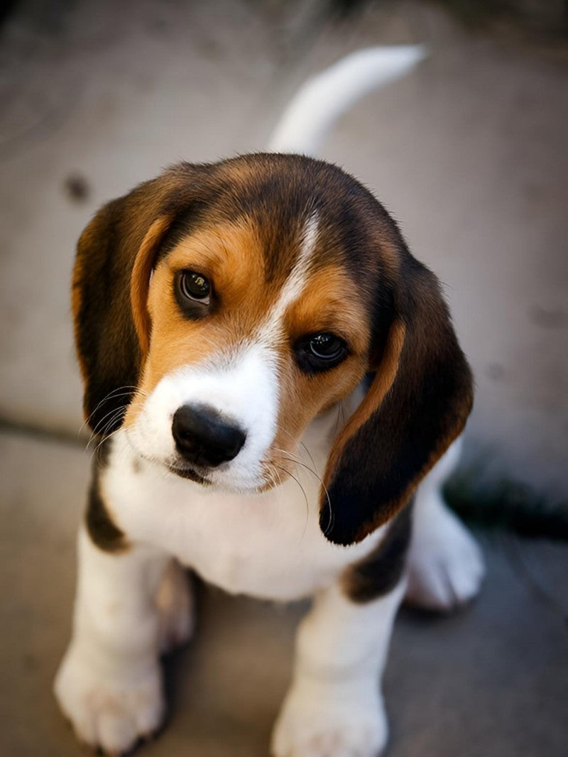 Dog Beagle | Diamond Painting