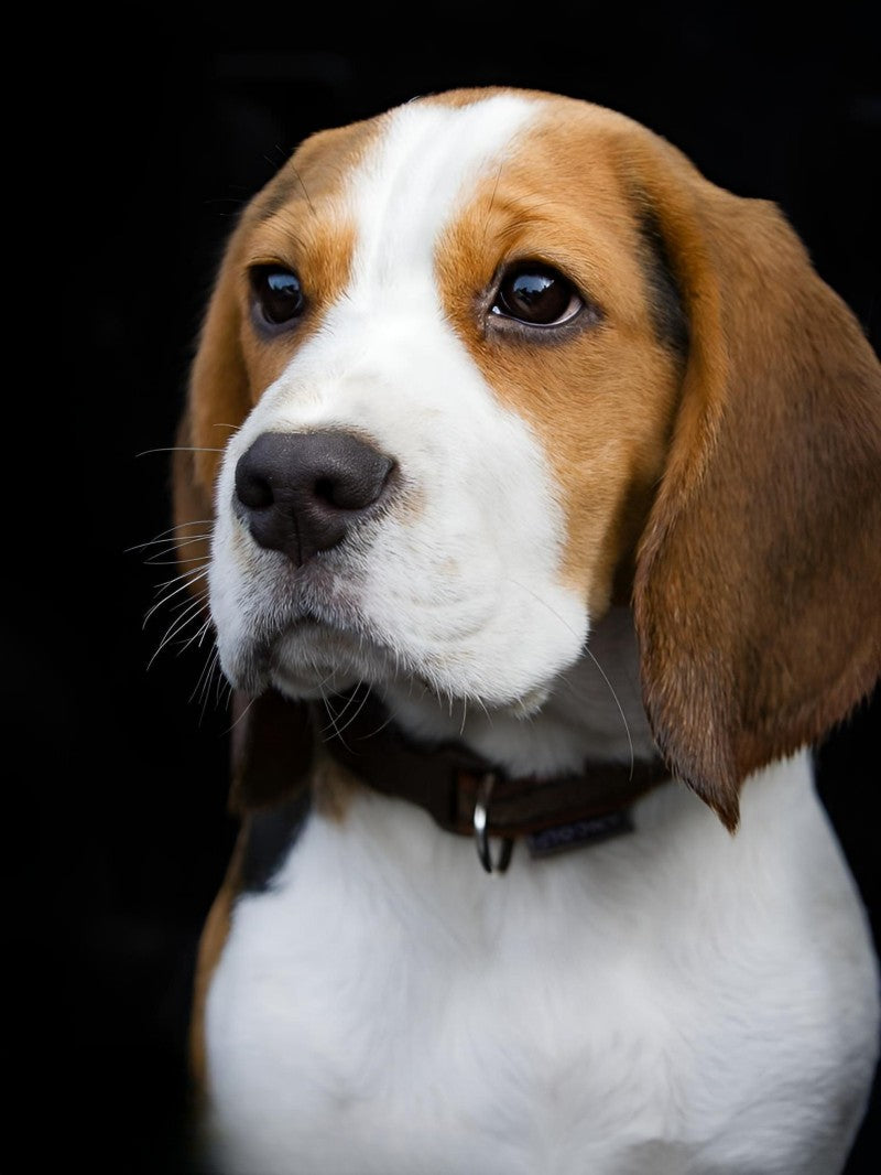 Dog Beagle | Diamond Painting