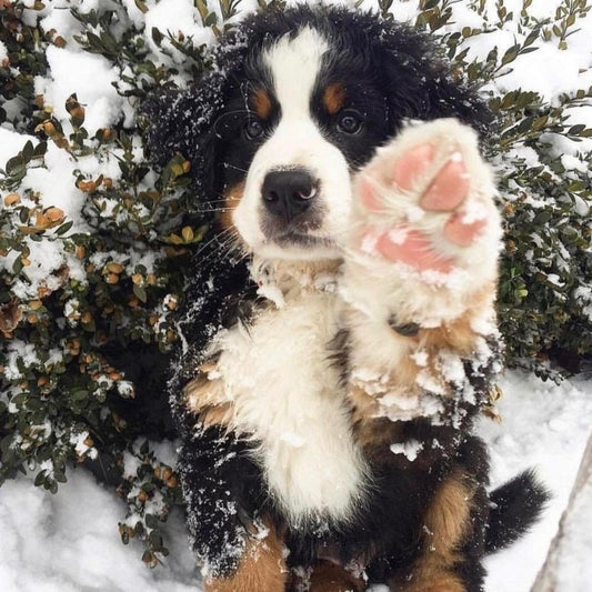 Bernese Mountain Dog | Diamond Painting