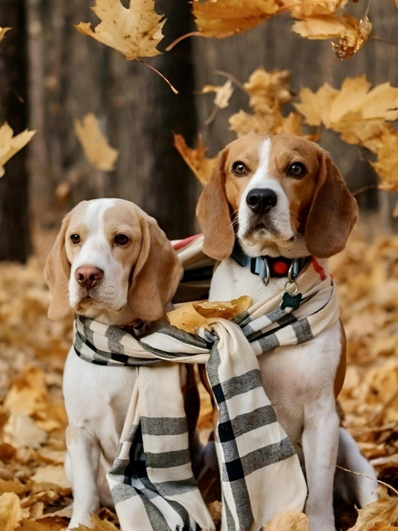 Dog Beagle | Diamond Painting