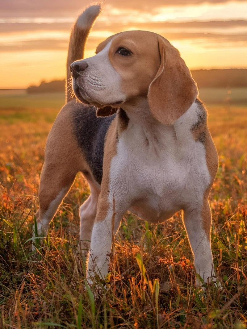 Dog Beagle | Diamond Painting