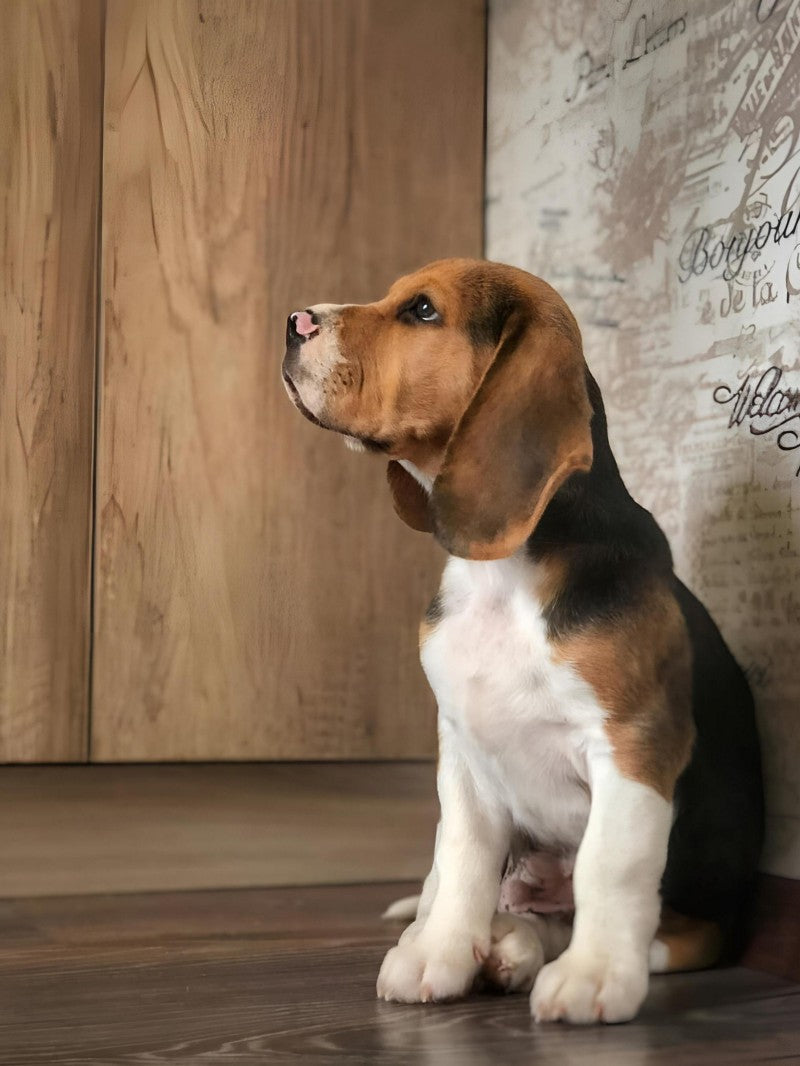 Dog Beagle | Diamond Painting