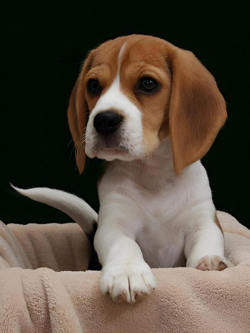 Dog Beagle | Diamond Painting