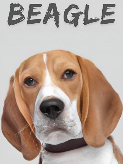Dog Beagle | Diamond Painting