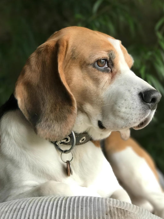 Dog Beagle | Diamond Painting