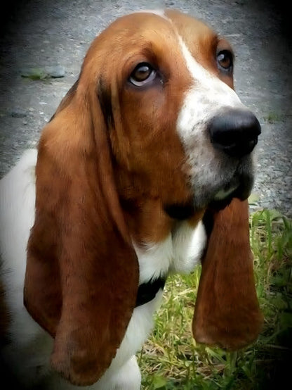 Dog Basset Hound | Diamond Painting