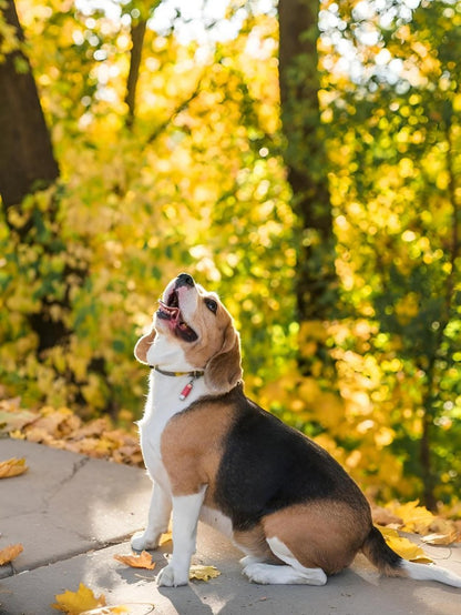 Dog Beagle | Diamond Painting