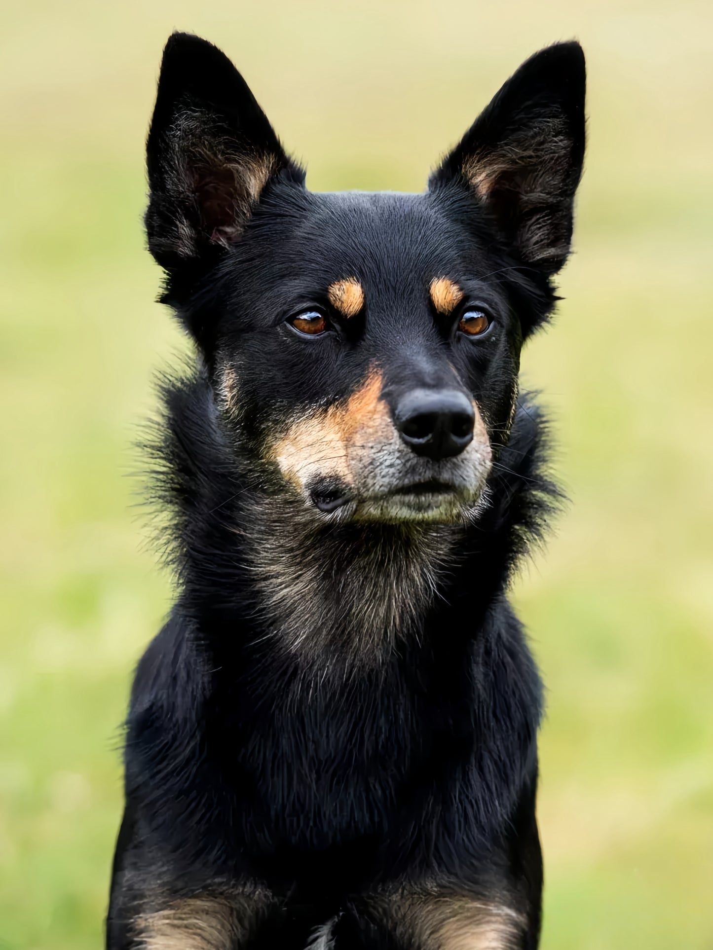 Australian Kelpie Dog | Diamond Painting