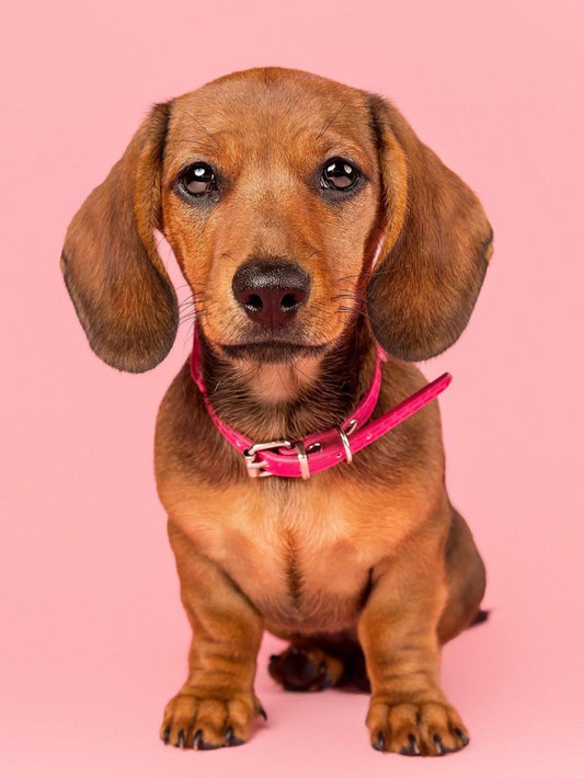 Dachshund Dog | Diamond Painting