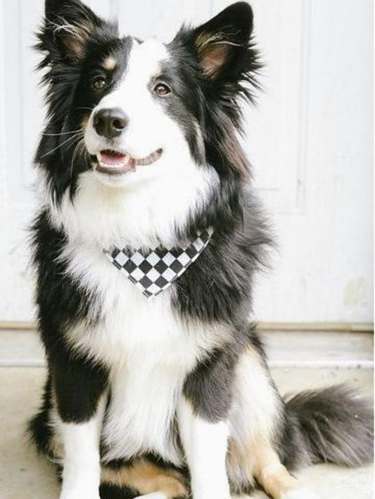 Dog Border Collie | Diamond Painting